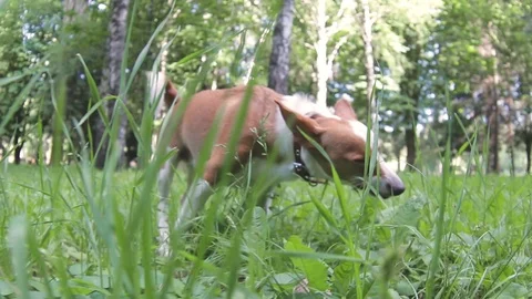 Little dog eats grass in the summer on the nature Stock Footage 90772363
