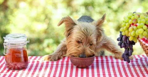 Little dog eats on picnic table Stock Photos
