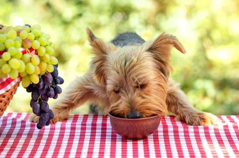 Little dog eats on a picnic table Foto stock