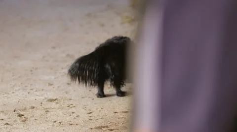 Little Dog Exploring Barn Floor Stock Footage 21782833