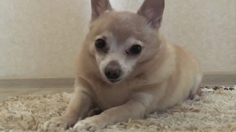 Little dog Stock Footage 101629931