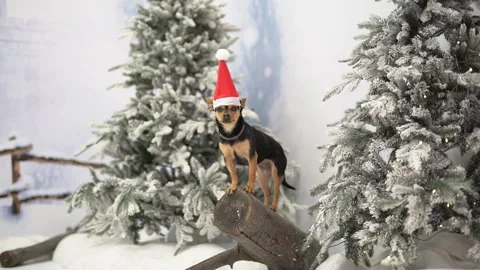 Little Dog On A Log Stock Footage 224947800