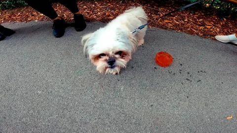 Little dog looking into camera. Vidéo 168448323