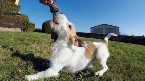 Little dog is playing Stock Footage 103163612