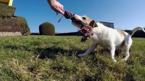 Little dog is playing Stock Footage 103163717