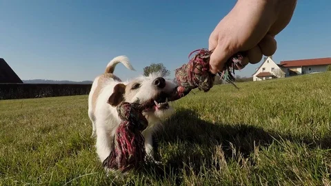 Little dog is playing Stock Footage 103164066