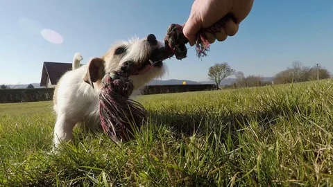 Little dog is playing Stock Footage 103164261