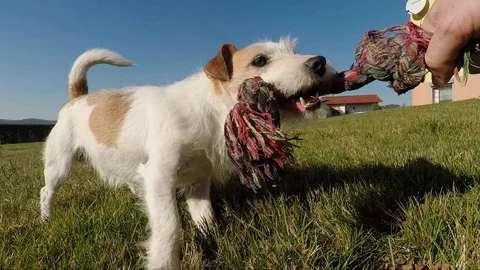 Little dog is playing Stock Footage 103164694