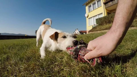 Little dog is playing Stock Footage 103165873
