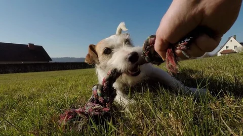 Little dog is playing Stock Footage 103166326