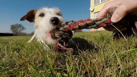 Little dog is playing Stock Footage 103166368