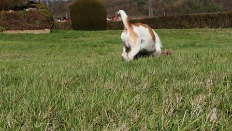 Little dog is playing Stock Footage 104927429