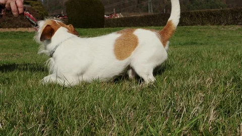Little dog is playing Stock Footage 104927669
