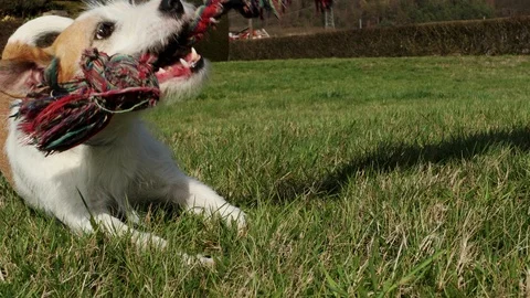 Little dog is playing Stock Footage 104927705