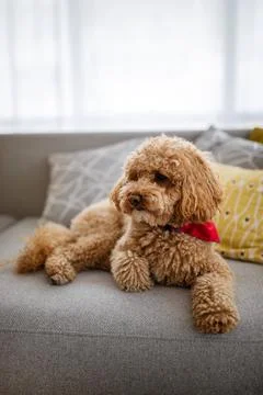 Little dog, poodle brown puppy at home Stock Photos