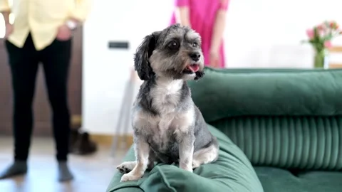 Little dog sitting on the couch while looking around to the people Vídeos de archivo 272601500