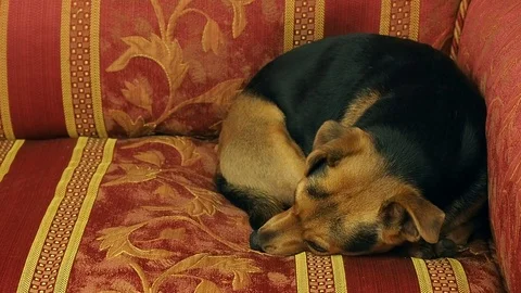 Little dog sleeping on the sofa Stock Footage 71042585