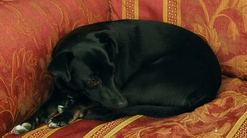 Little dog sleeping on the sofa 動画素材 71043300