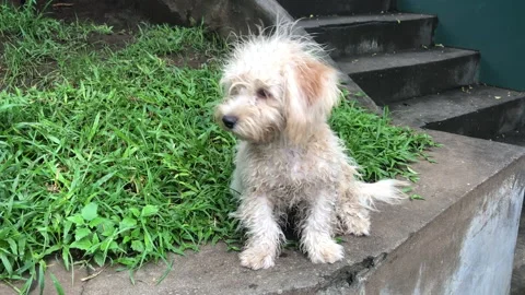 Little dog staring 스톡 동영상 219706889