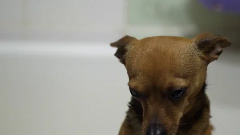 Little doggy in a bath Stock Footage