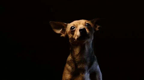 Little doggy terrier playing on a camera. 4K UHD Vídeo Stock 68920132