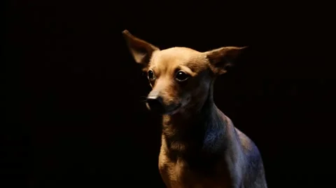 Little doggy terrier playing on a camera. 4K UHD Stock Footage 68920386