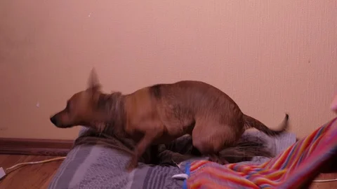 Little doggy terrier playing on a camera. 60 to 24fps Stock Footage