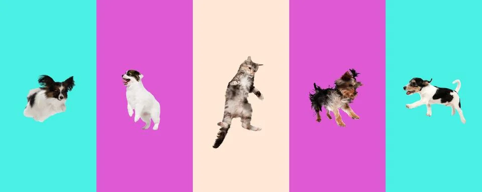 Little dogs and cat jumping, playing isolated on gradient background. Stock Photos