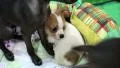 Little dogs HD Footage