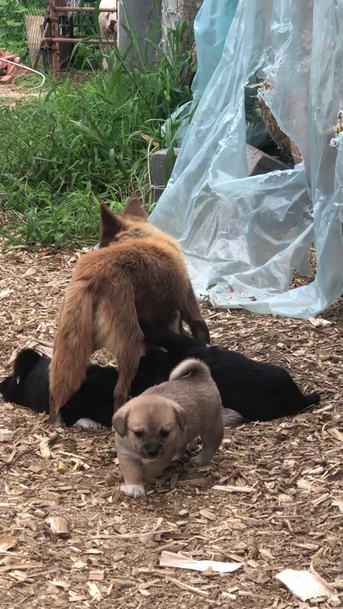 Little dogs 库存影片 168604365