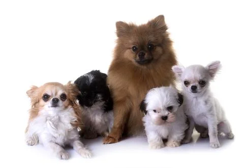 Little dogs in studio Фото