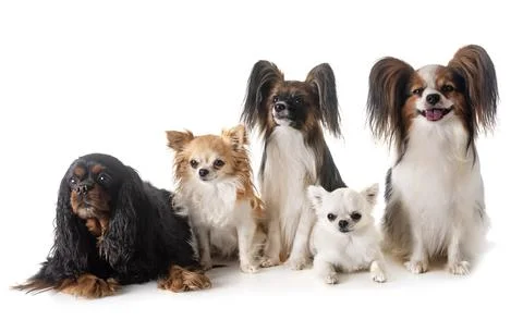 Little dogs in studio Stock Photos