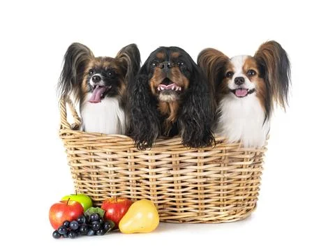 Little dogs in studio Stock Photos