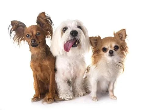 Little dogs in studio Stock Photos