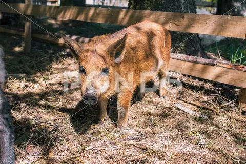 Little domestic pig walking through the woods. Brown pig looks into the camer Stock Photos