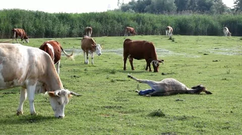 Little donkey comes into the world Stock Footage 24653353