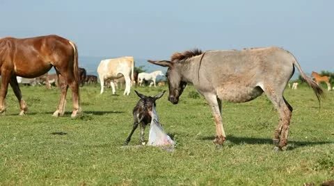 Little donkey comes into the world 库存影片 24653473