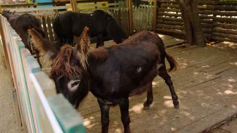 Little donkey Stock Footage 137654882