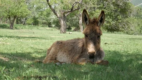 Little donkey Stock Footage 240021007