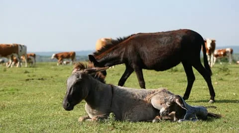 Little donkey just born Stock Footage 24653337