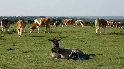 Little donkey just born Vidéo 24653444