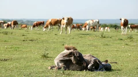 Little donkey just born Stock Footage 24653464