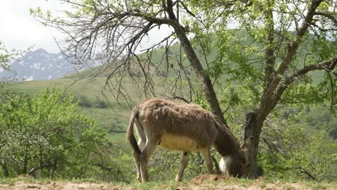 A little donkey walking in front of the mountains Stock Footage 240021005