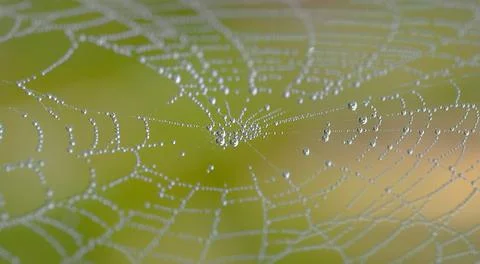 Little drops of dew on the web Stock Photos
