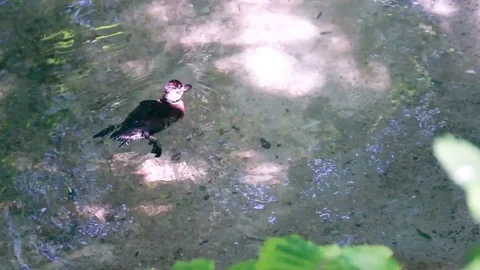 Little Duck Duckling Diving For Food Stock Footage
