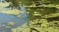 Little duck HD Footage