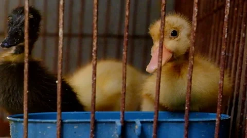 Little Duck Video stock 131440417