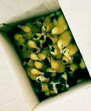 Little duck Stock Photos