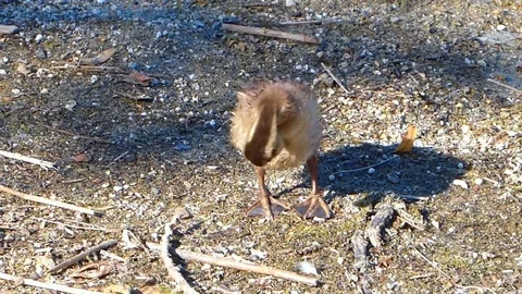 Little ducking cleaning itself Stock Footage 118994780