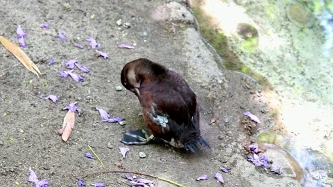 Little Duckling Cleans Up Video stock 76007228